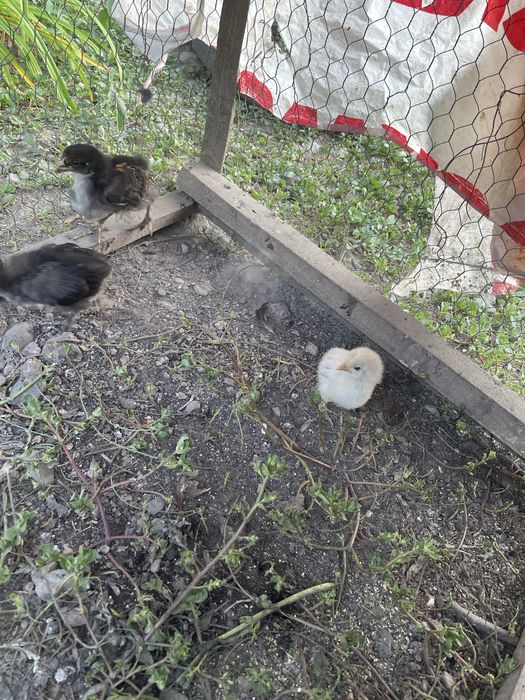 Pui de rață si găină