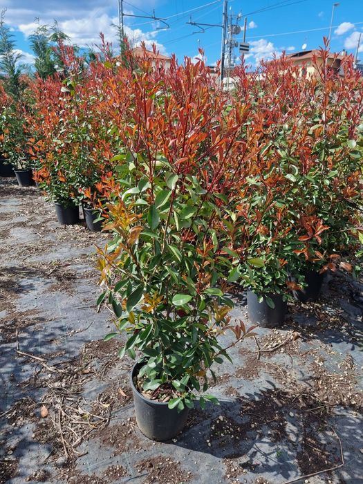 Photinia tufă si pe tija