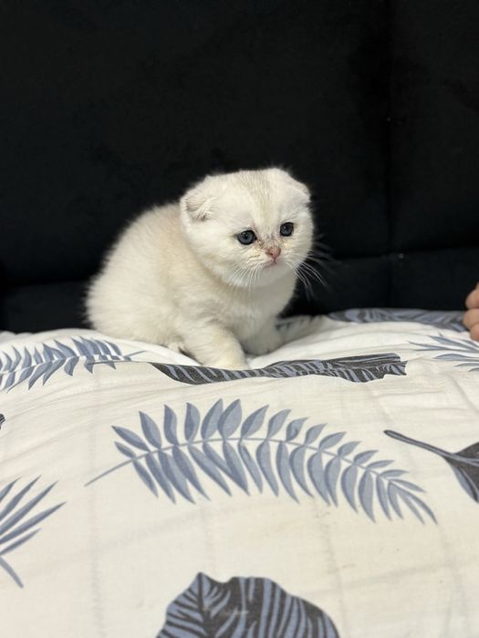 Продаётся котёнок серебрянная шиншилла!