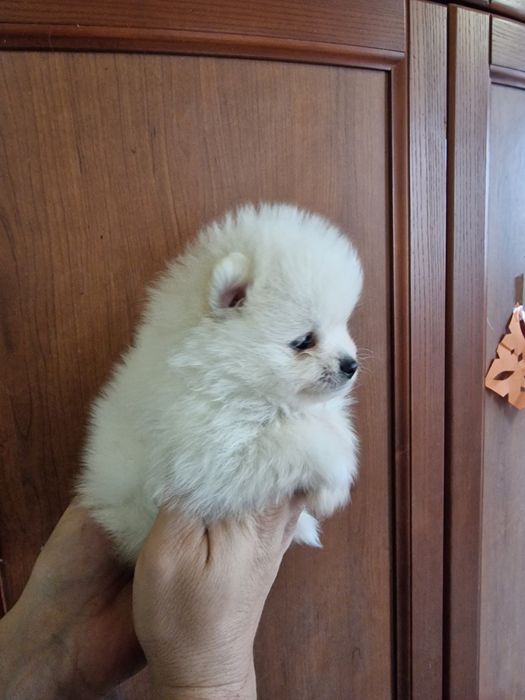 Продам щенков шпица.