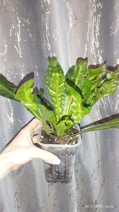Продается Шикарный Папоротник Асплениум Кобра