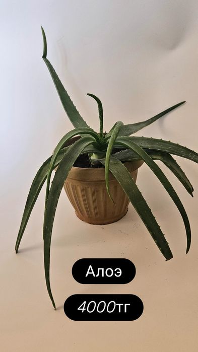 Растения для дома и офиса