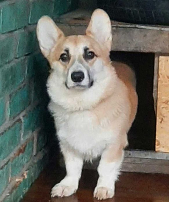 Продается щенок мальчик Корги