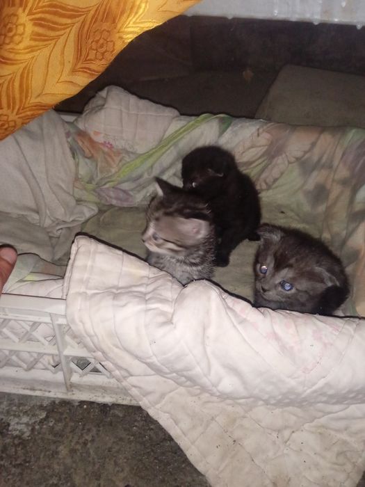 Отдам котят  бесплатно