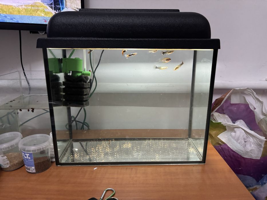 Аквариюм балығымен сатылады