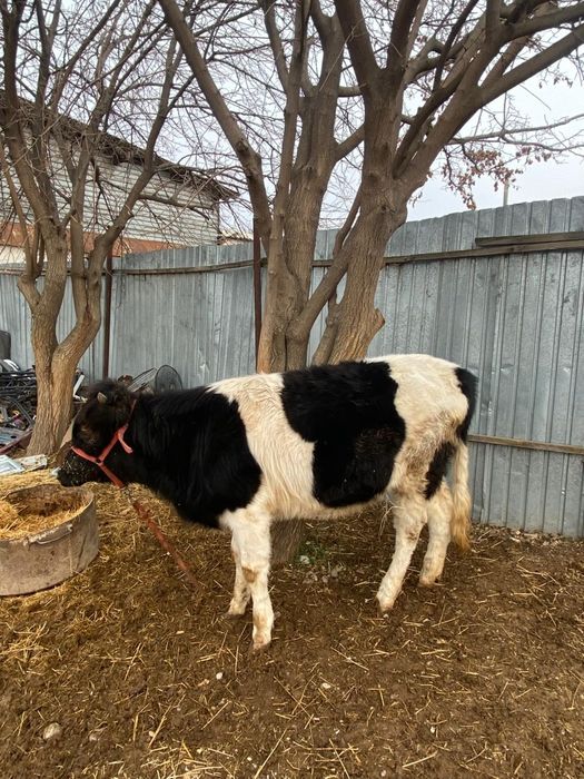 Гольштейн тана .