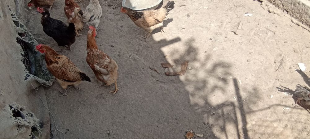 Продаются Куры ,Курица,Петух