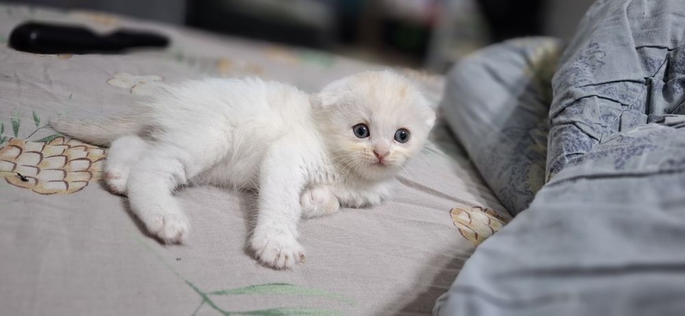 Продаются котята скотиш страйт.