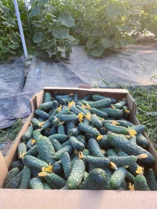 Rasaduri legume calitate superioara