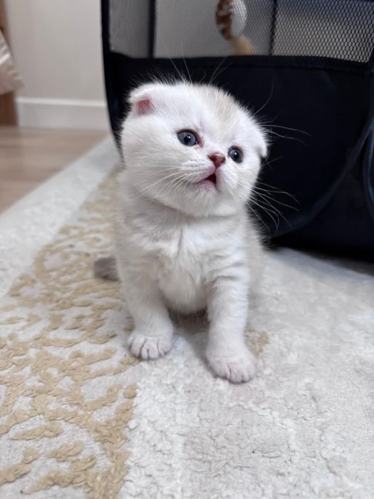 Котенок продается