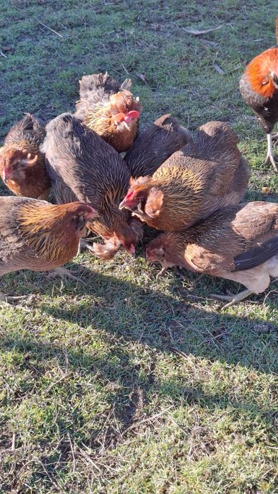 Pui araucana  . .