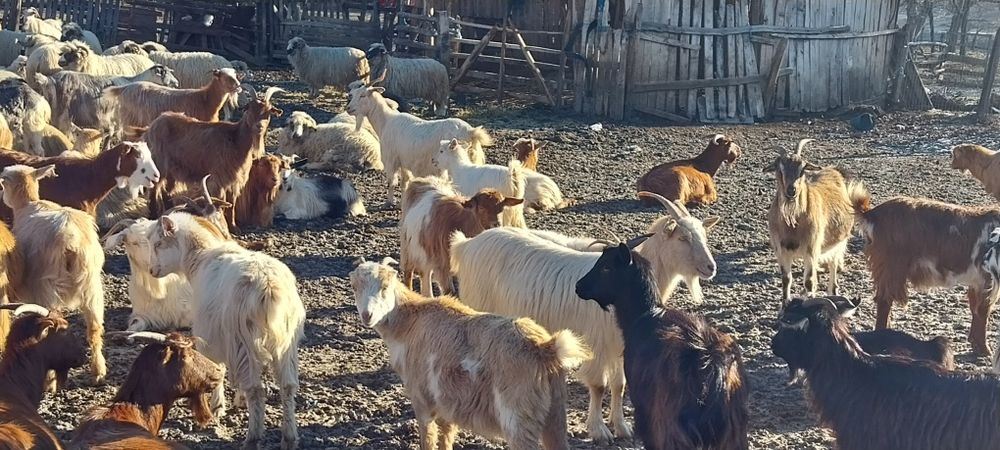 Vand sau schimb capre pe vaci si vitei