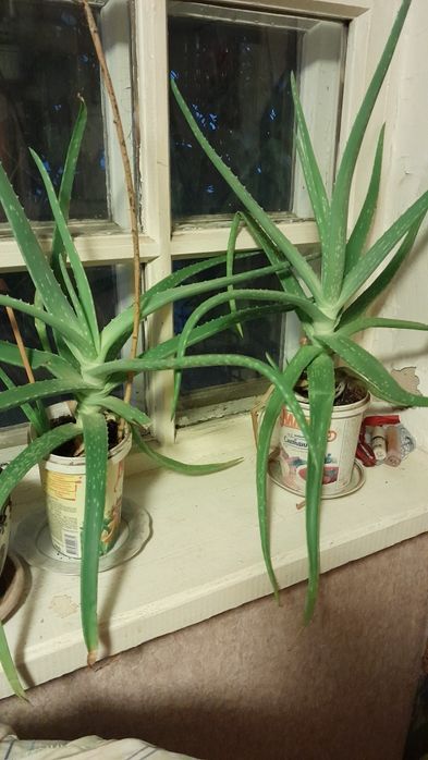 Продам Алоэ трёхлетний