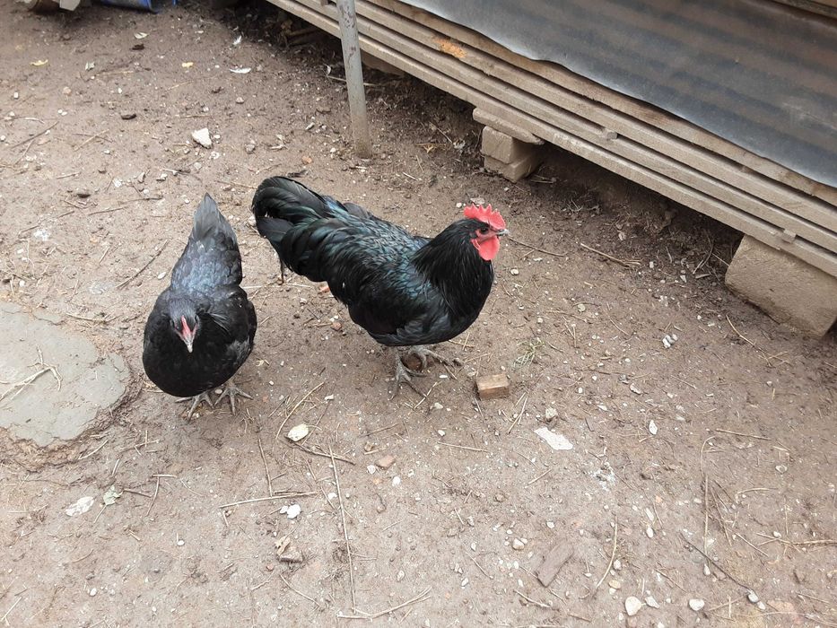Pui si gaini Australorp