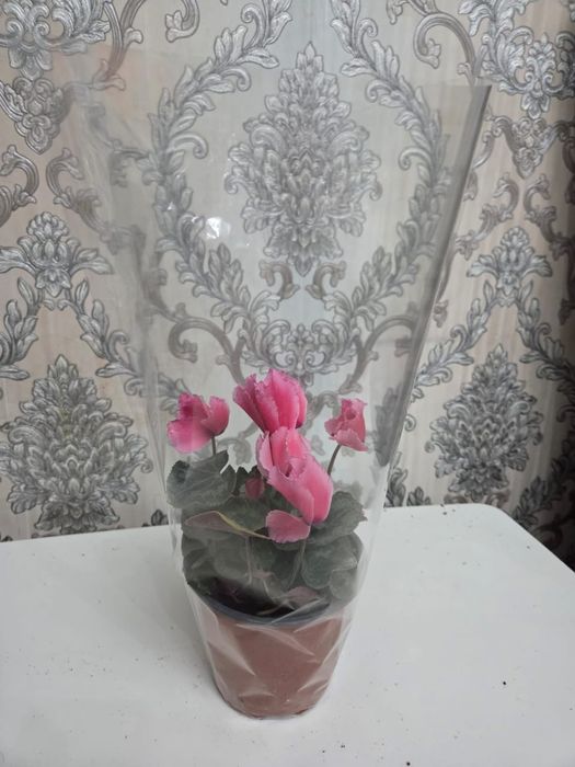 Домашный цветы на выбор