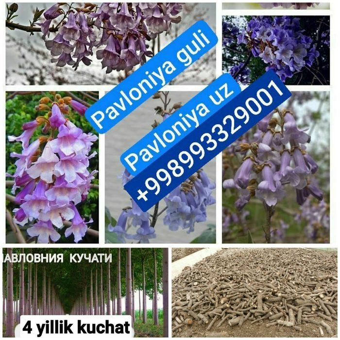 Pavloniya niholchasi sotiladi