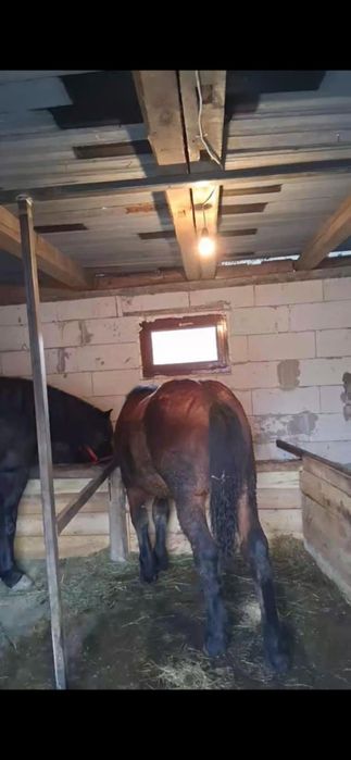 Vînd mînz de 11 luni