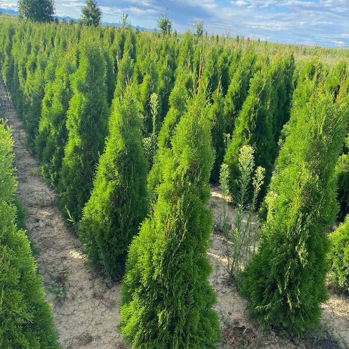 Tuia direct de la producator