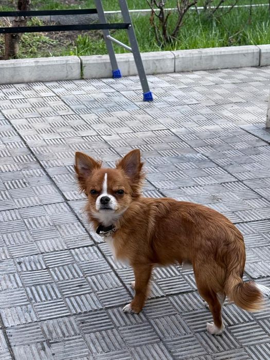 Чихуахуа щенки.Мальчик и девочка