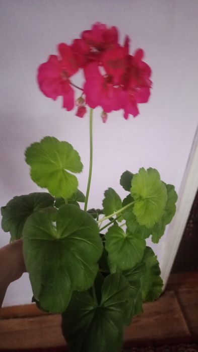 Герань -Пеларгония малиновая