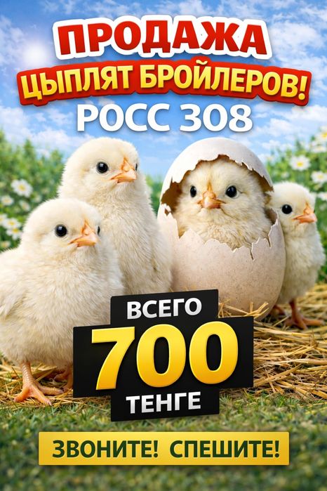 Продаю цыплят бролеры