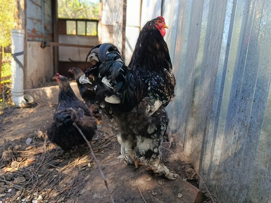 Петух народы брама.