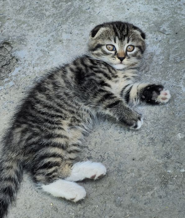 Продаются вислоухие котята