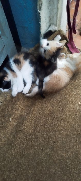 Котята в хорошие руки