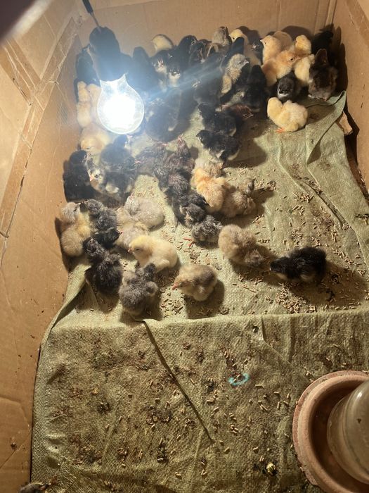 Brama va avstrelop jo’jalari sotiladi