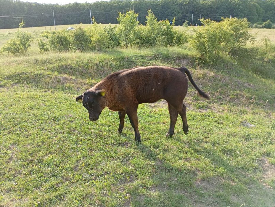 Vând 5 tauri și 10 vițele rasa Angus