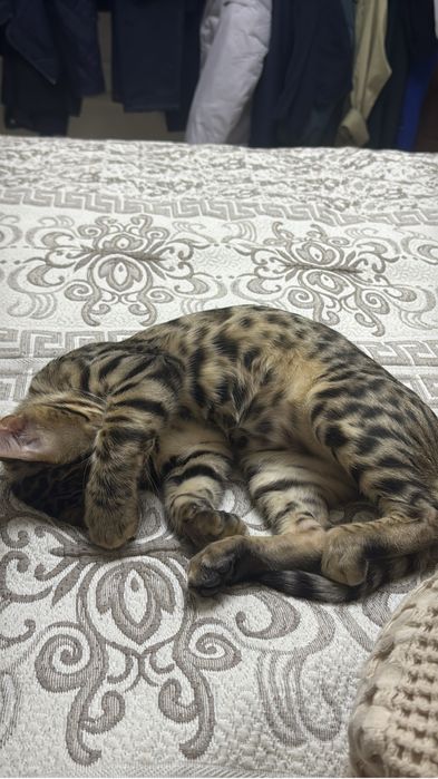 Бенгальская кошка