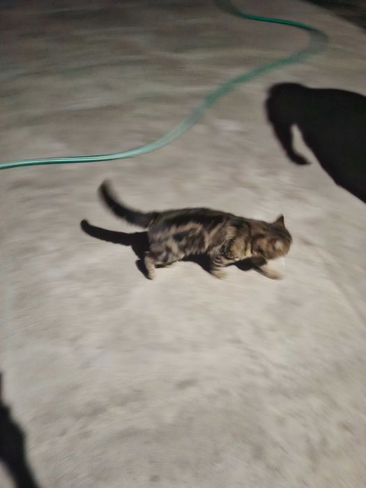 Кот 2.5 года скотиш страйт