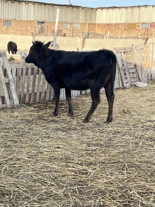 Продам Тёлочку 1.5 года