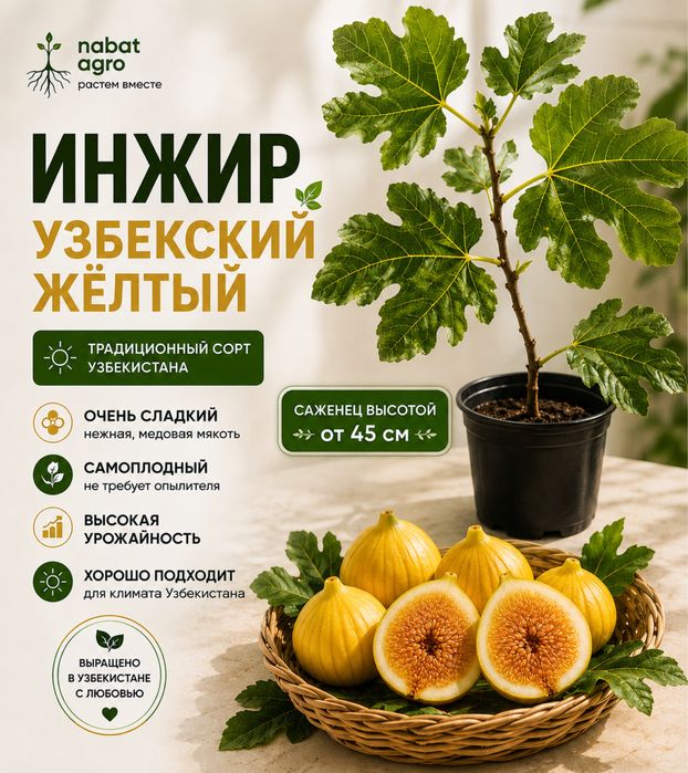 O‘zbek sariq anjiri / Инжир Узбекский жёлтый — ko‘chat 45+ sm