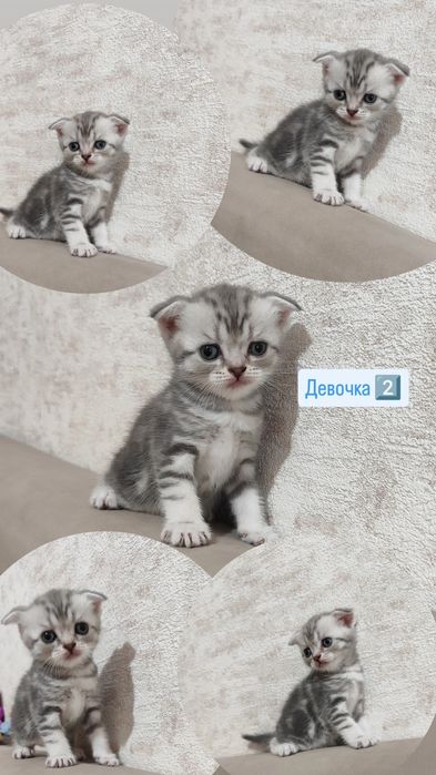 Скоттиш Страйт и Скоттиш Фолд