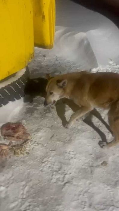 Прибилась собака. Чья потеряшка?