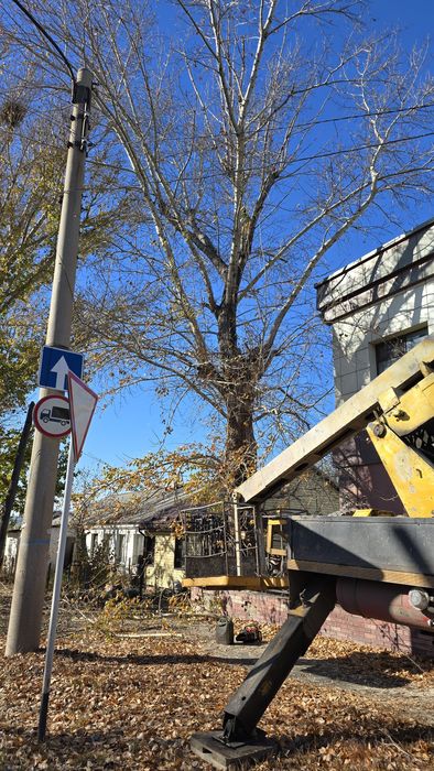 Спил деревьев, санитарный подрезка деревьев