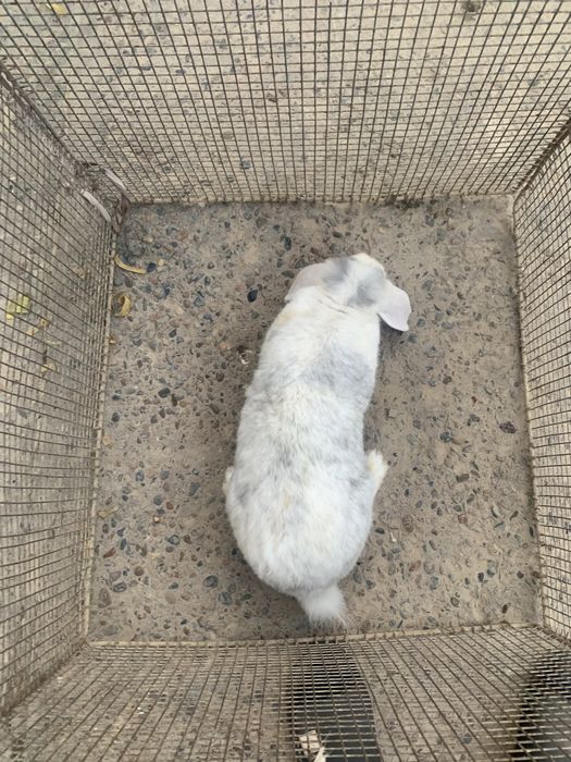 Fransuzki baran sotiladi samka