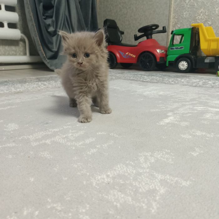 Продам шотландцы девочка 15000