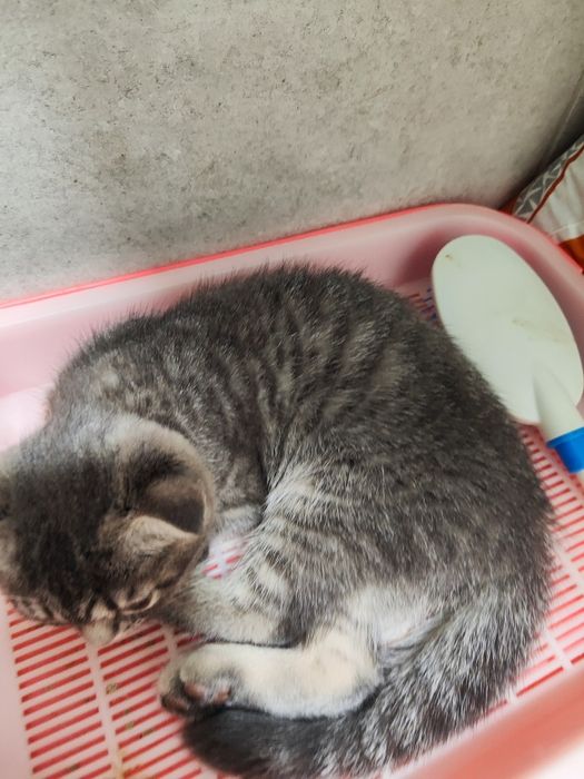 Бир ойлик мушук сотилади