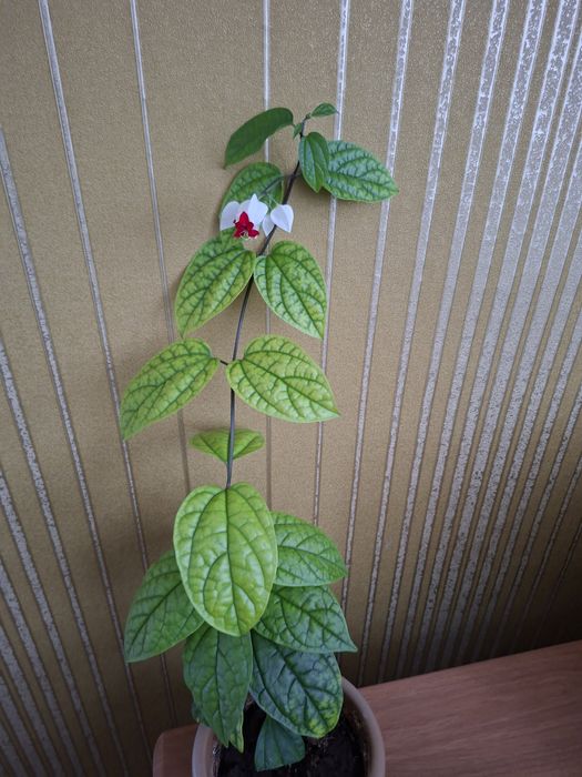 Продам комнатные цветы