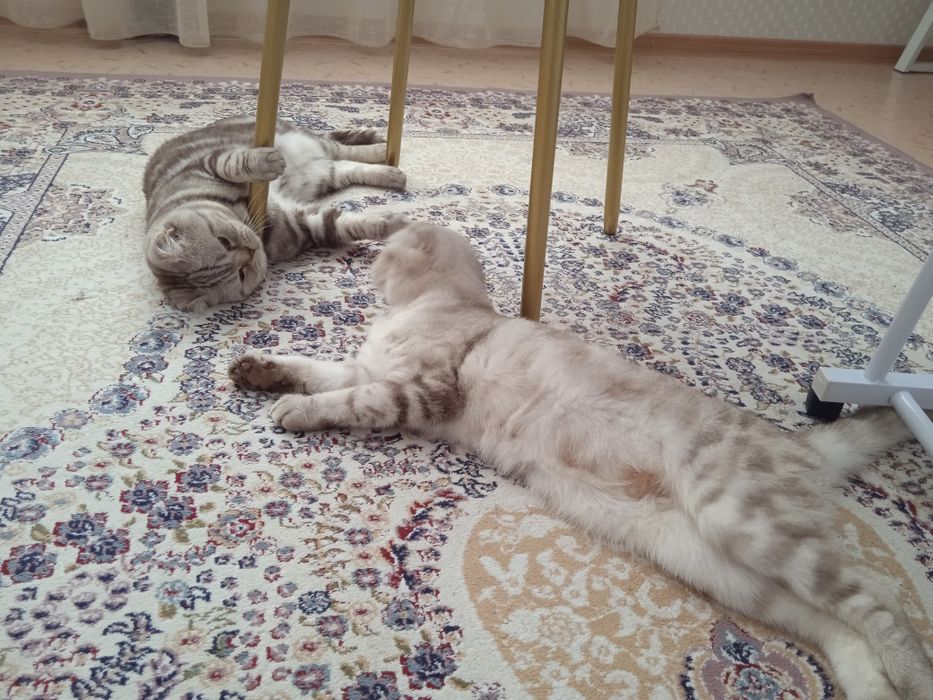 Шотландские котята!