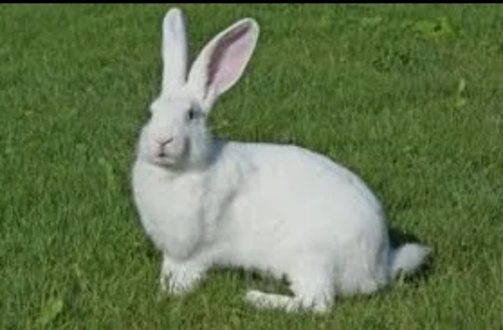 ХИКОЛЬ кролик Ферма