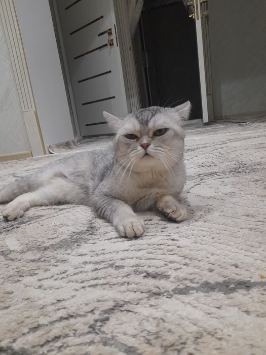 Chiroyli uyqichi erkak ...