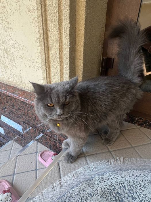 Кошка породистая и ухоженная