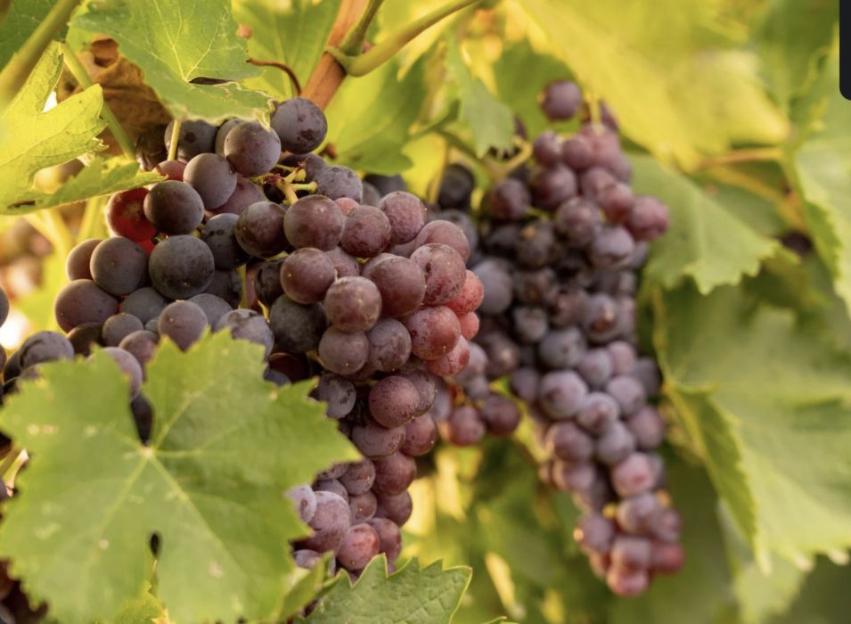 Struguri de vânzare – Merlot Noir