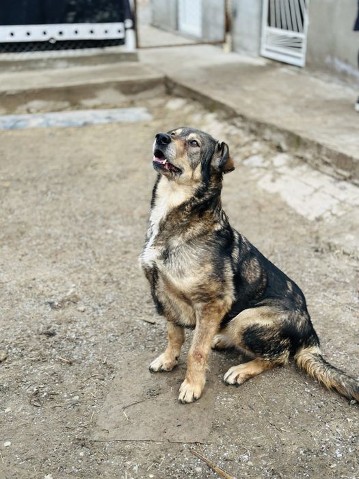 Гайда. Ищет семью классная собака