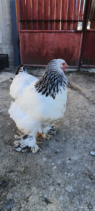 Ouă incubat Brahma HD și Albastru