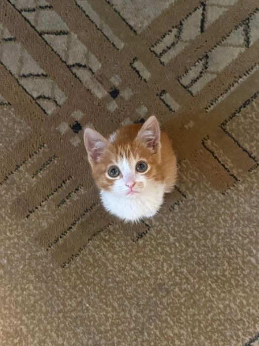 Котенок в хорошие руки