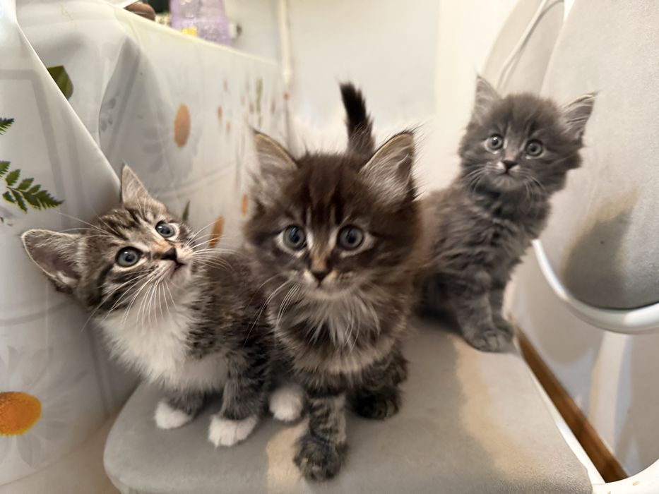 Отдам в хорошие руки